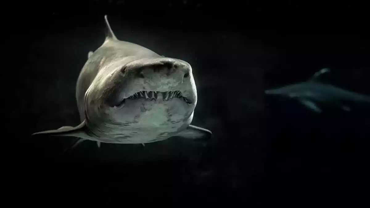 Requin