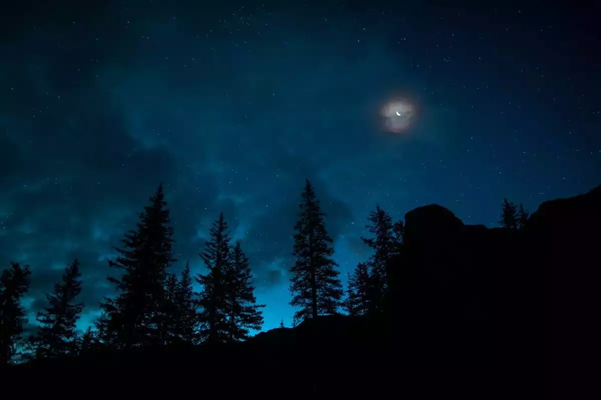 Une forêt de sapins avec la lune au-dessus
