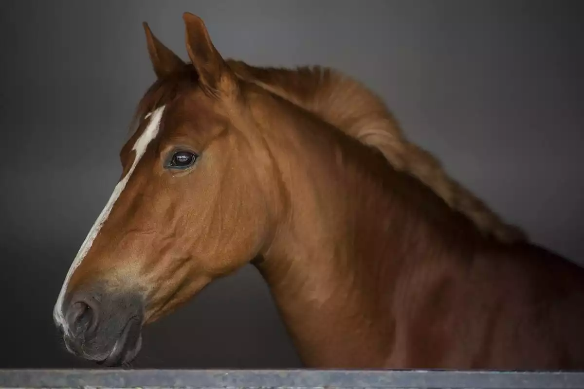 cheval dans écurie
