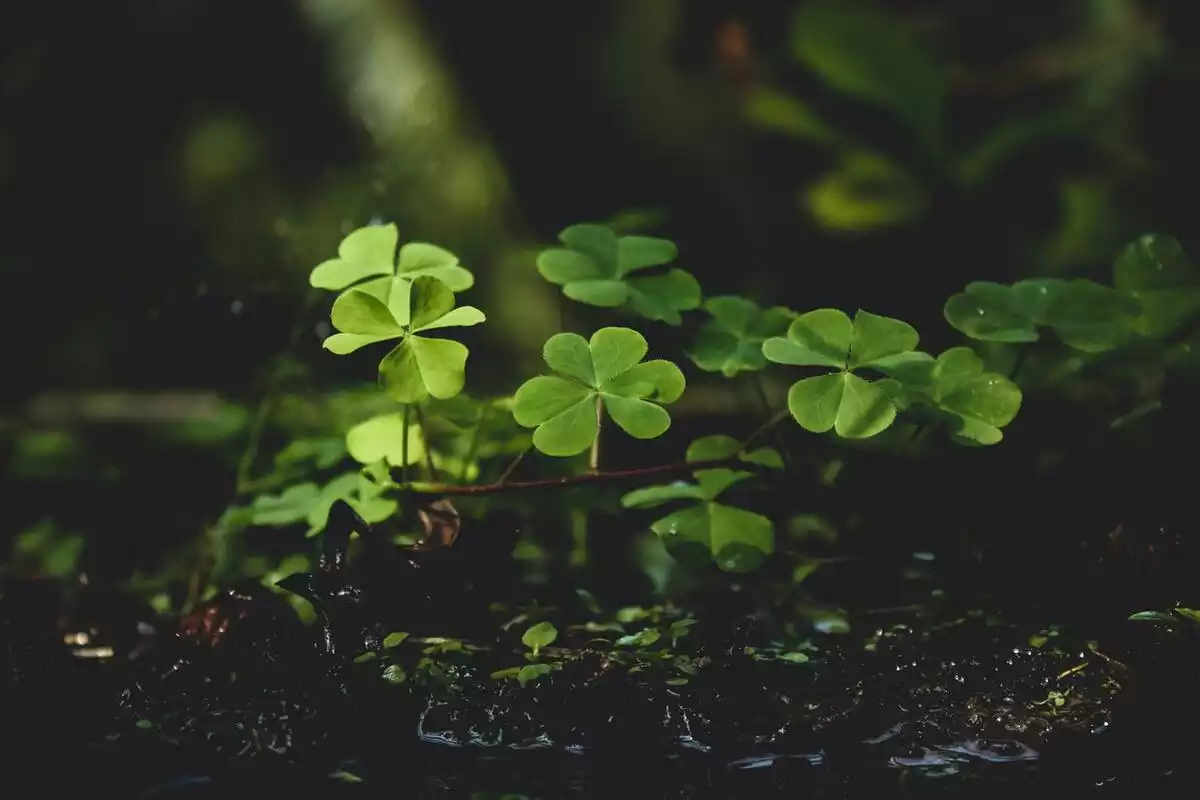 Quelques trèfles à 4 feuilles