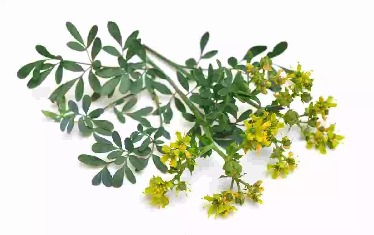 rue officinale