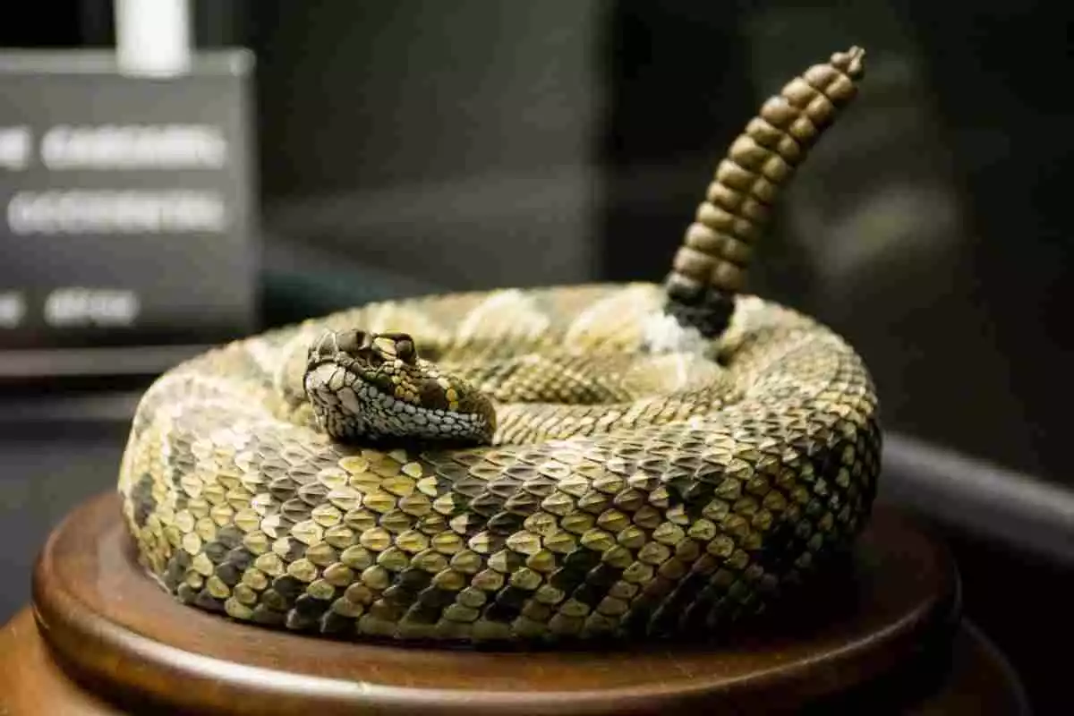 Un serpent enroulé