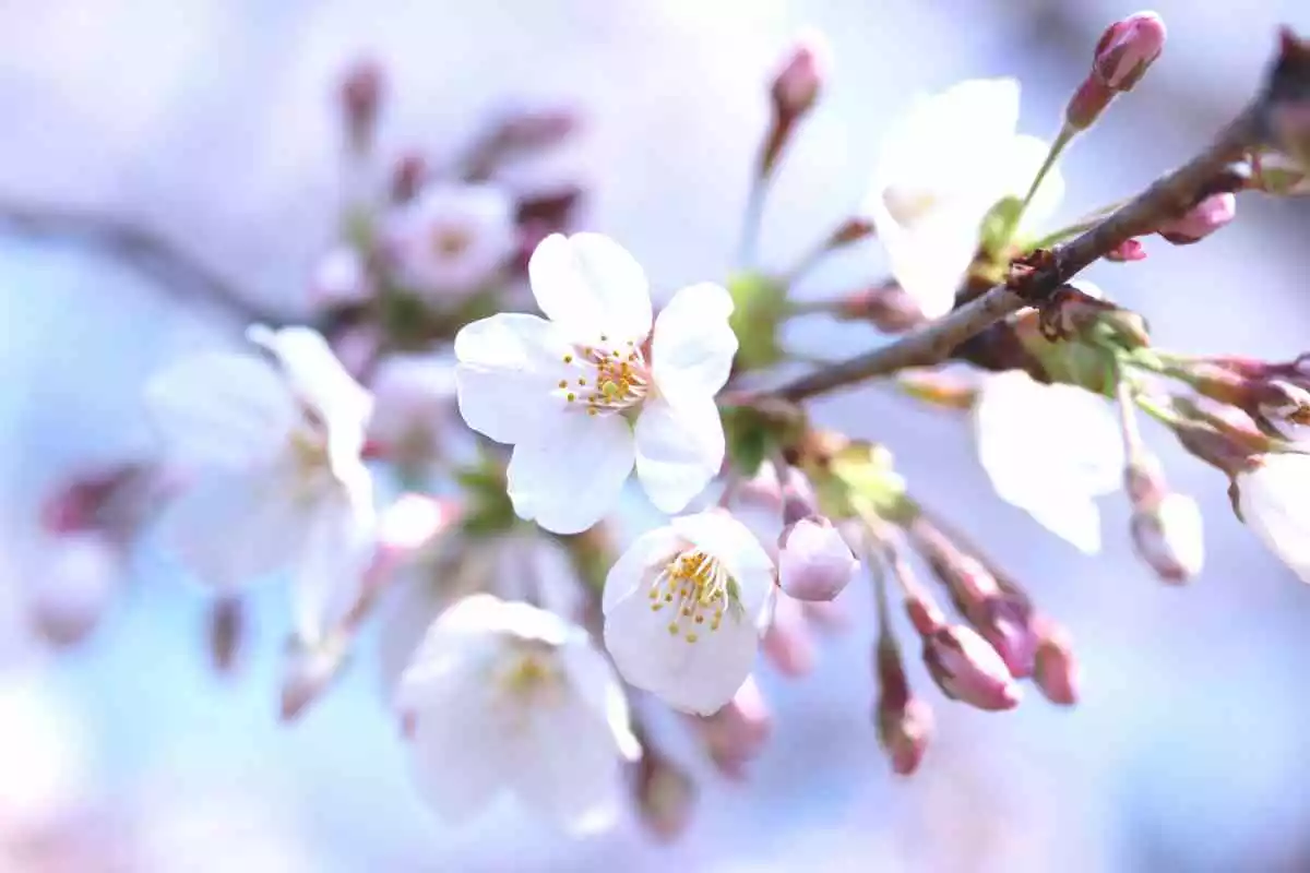 Une fleur blanche en fleurs