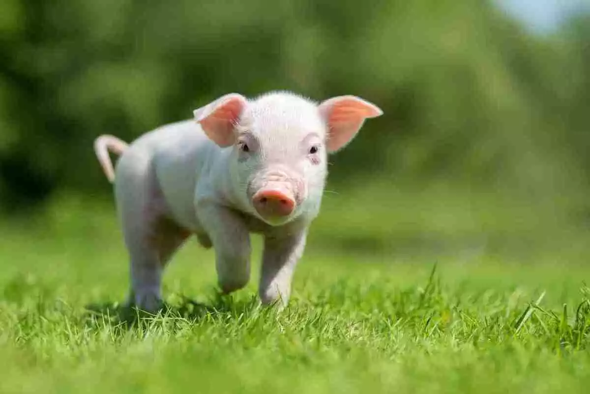 cochon se promenant dans le pré