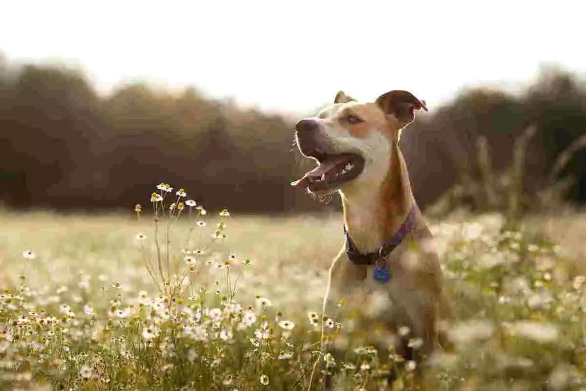 Photo d'un chien dans les prés la gueule ouverte
