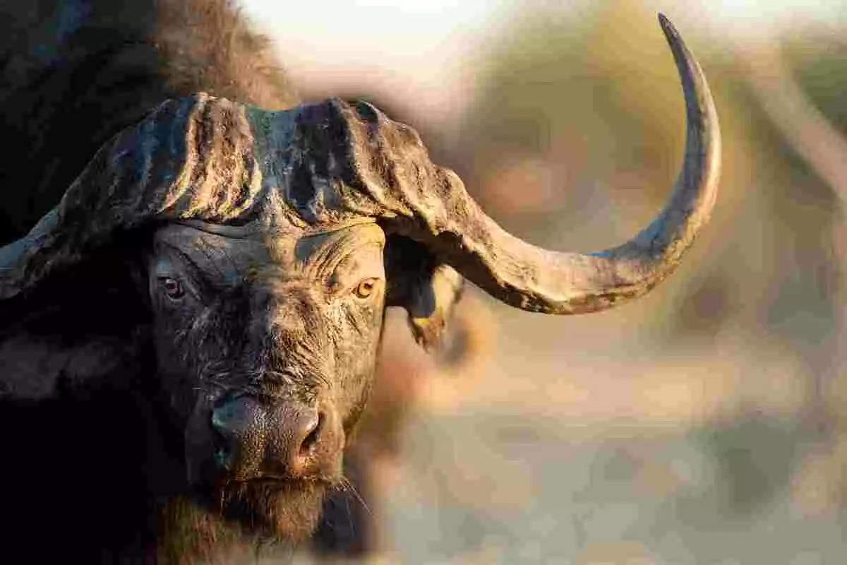 Photo portrait d'un buffle de face