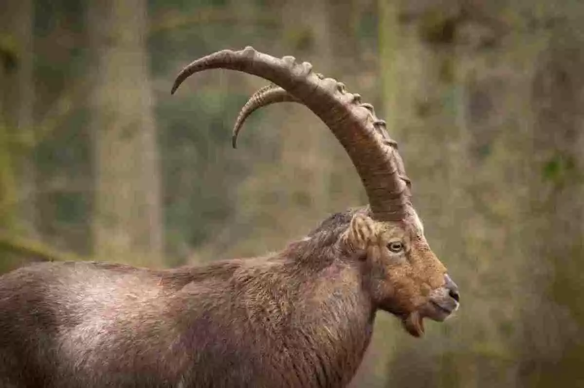 Photo d'un bouc regardant de profil