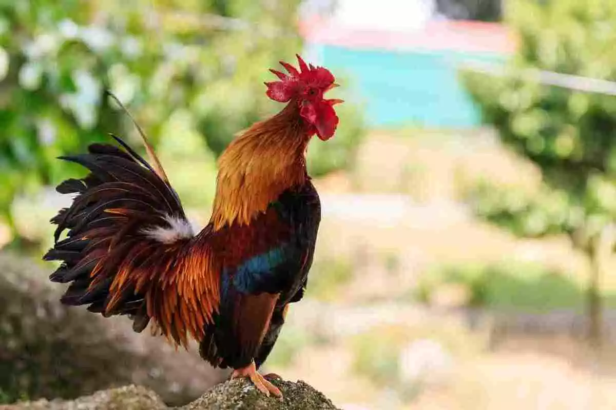 Photo d'un coq de profil chantant