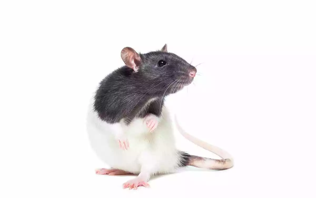 Photo d'un rat blanc et noir regardant à droite