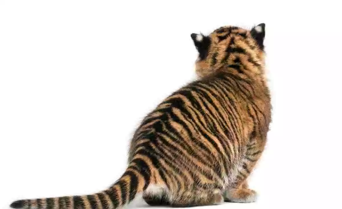 Tigre assis